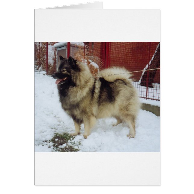 keeshond fullt.png hälsningskort (Framsidan)