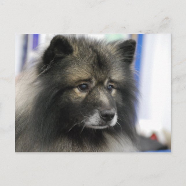 Keeshond Hund vykort (Framsida)
