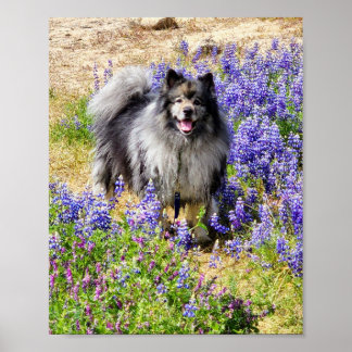 Keeshond i Lupine Bloom Poster