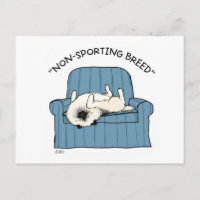 Keeshond ’Icke-Sport-ras’