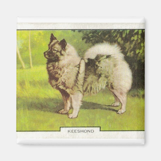 Keeshond Magnet (Framsidan)
