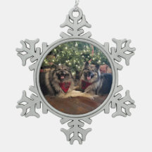 Keeshond med julgranen