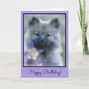Keeshond och Columbine - fotografi av Hund Kort