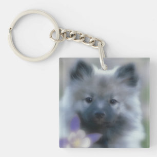 Keeshond och Columbine - Hund Photograph