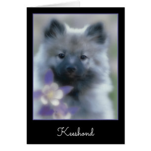 Keeshond och Columbine - Hund Photograph Hälsningskort