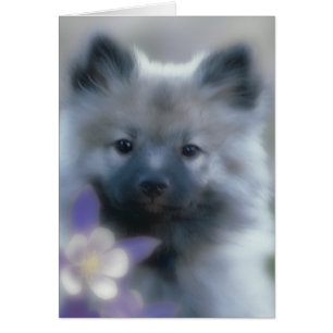 Keeshond och Columbine - Hund Photograph Hälsningskort