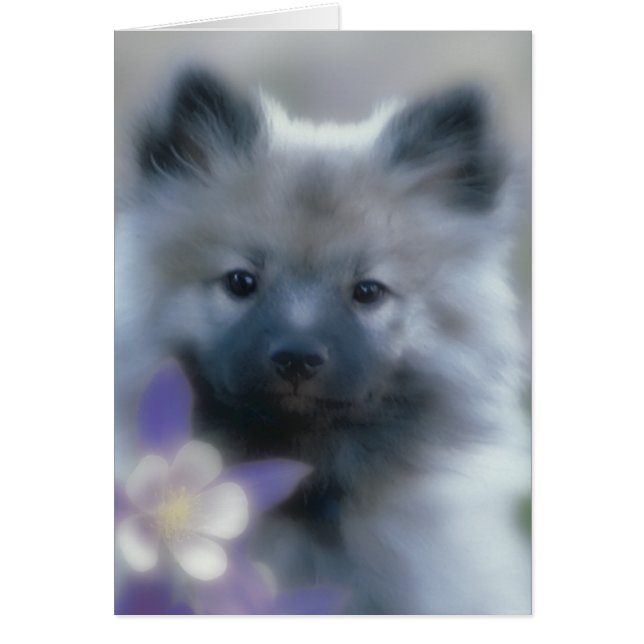 Keeshond och Columbine - Hund Photograph Hälsningskort (Framsidan)