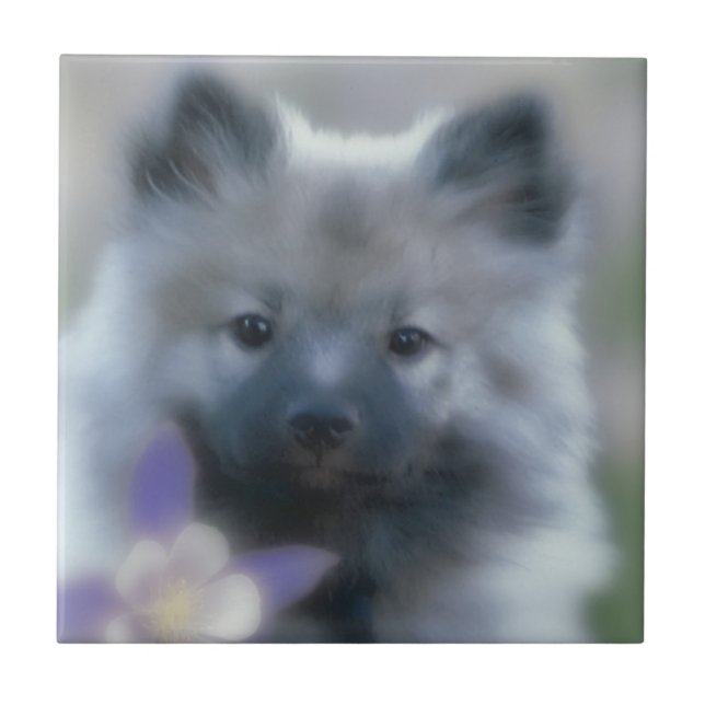 Keeshond och Columbine - Hund Photograph Kakelplatta (Framsidan)