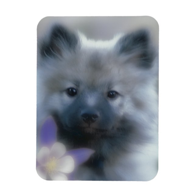 Keeshond och Columbine - Hund Photograph Magnet (Vertikal)