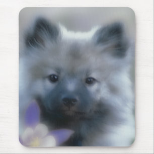Keeshond och Columbine - Hund Photograph Musmatta