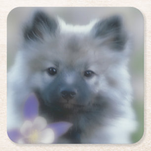 Keeshond och Columbine - Hund Photograph Underlägg Papper Kvadrat