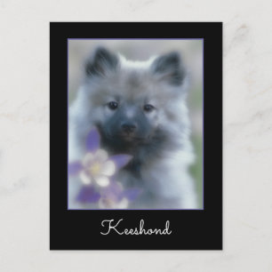 Keeshond och Columbine - Hund Photograph Vykort