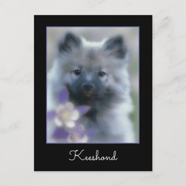 Keeshond och Columbine - Hund Photograph Vykort (Framsida)
