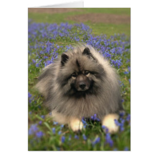 Keeshond och Flowers OBS Kort