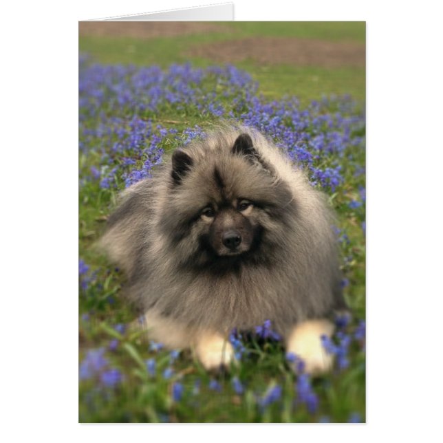 Keeshond och Flowers OBS Kort (Framsidan)