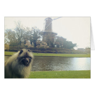 Keeshond och Kvarn OBS Kort