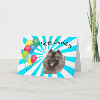 Keeshond på den vitStarburst grattis på Kort