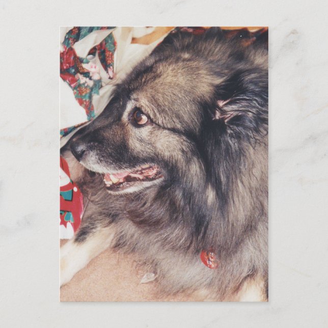Keeshond Postcards Vykort (Framsida)