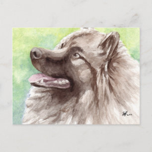 Keeshond Postcards Vykort
