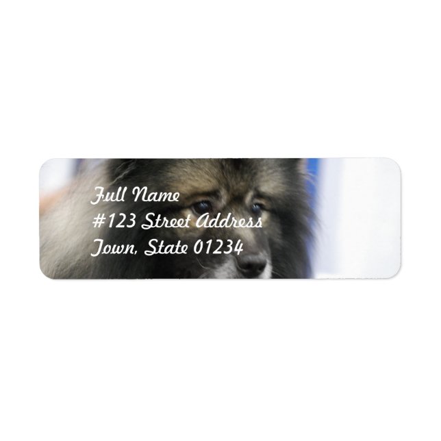 Keeshond-postetiketter Returadress Etikett (Framsidan)
