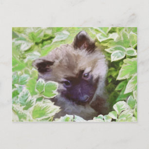 Keeshond Puppy i Garden Painting Original Art Vykort