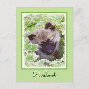 Keeshond Puppy i Garden Painting Original Art Vykort