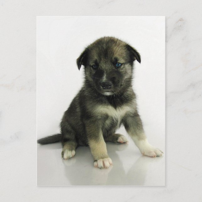 Keeshond Siberian husky Crossbreed Puppy Vykort (Framsida)