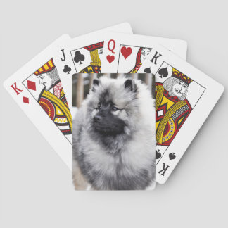 Keeshond som leker kort spel kort
