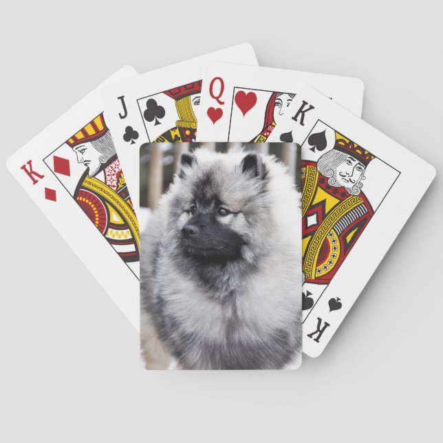 Keeshond som leker kort spel kort (Baksidan)
