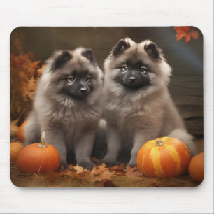 Keeshond Valp Höstglädje Pumpa Musmatta