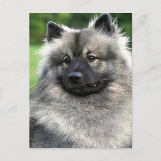 Keeshond Vykort (Framsida)