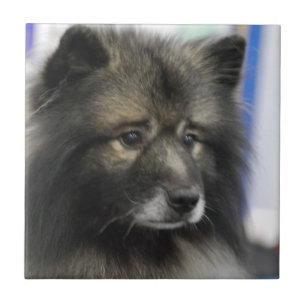 Keeshonden belägger med tegel kakelplatta