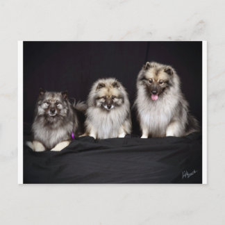 Keeshonden "För Behållor!" Vykort