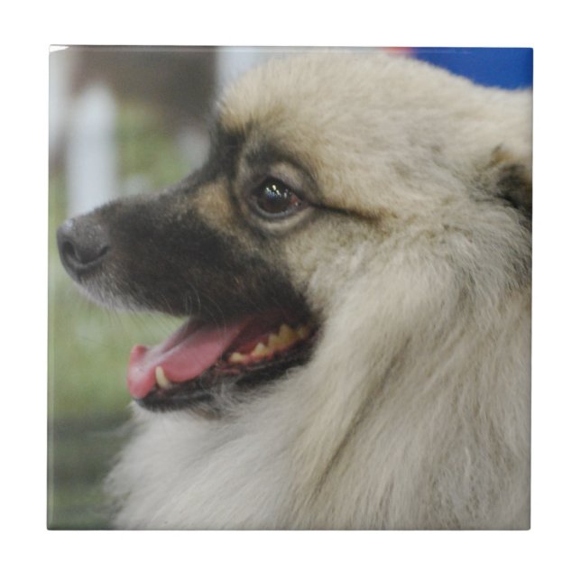 Keeshondhunden belägger med tegel kakelplatta (Framsidan)