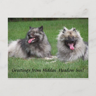Keeshonds Apache & Havel som ler Vykort