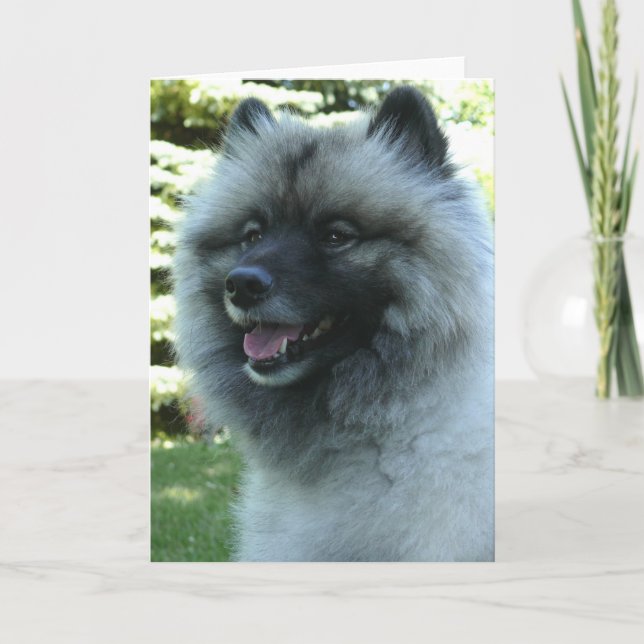 Keeshound Kort (Framsida)