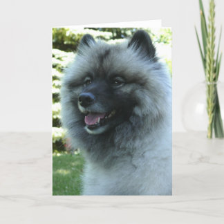 Keeshound Kort