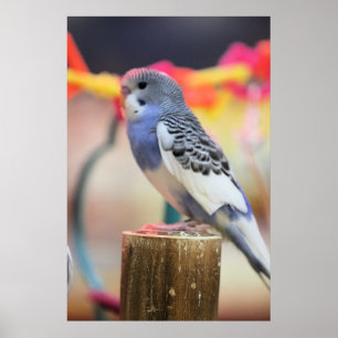 Keet Poster