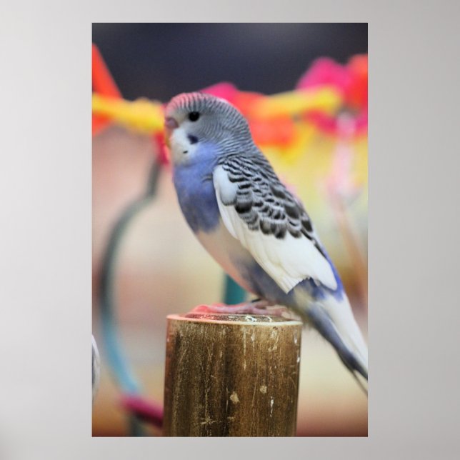 Keet Poster (Framsidan)