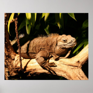 Kejkan Iguana, Cyclura collei Poster