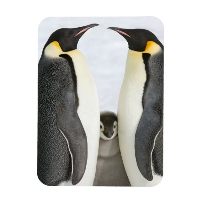 Kejsar Penguins med Chick - magnet (Vertikal)