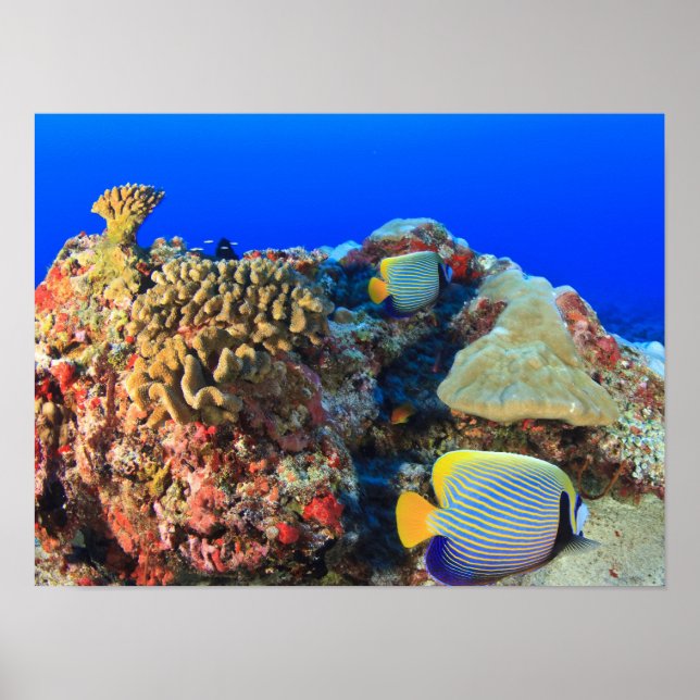 Kejsarängfisk (Pygoplites diacanthus), Poster (Framsidan)