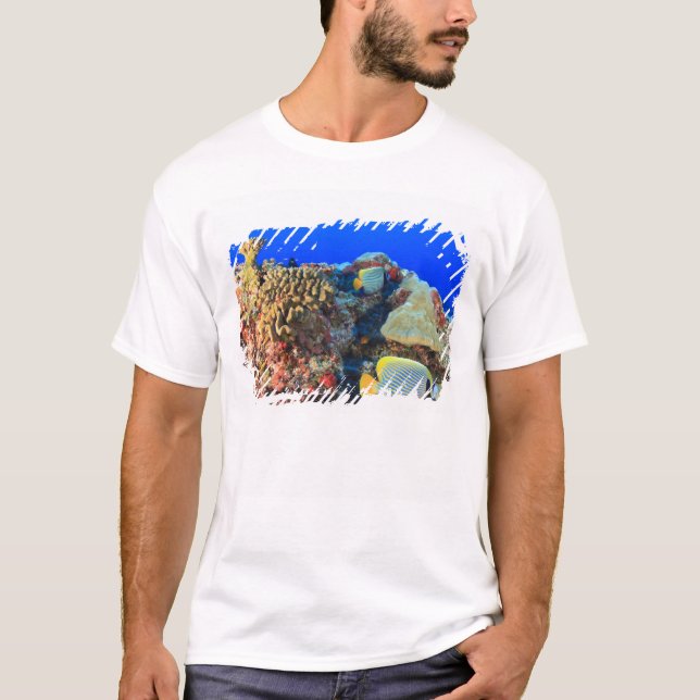 Kejsarängfisk (Pygoplites diacanthus), Tee Shirt (Framsida)