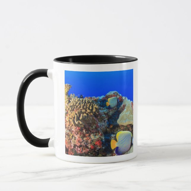 Kejsarängsfisk (Pygoplites diacanthus), Mugg (Vänster)