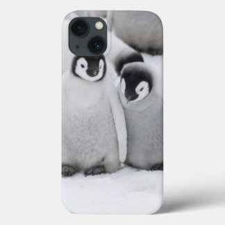 Kejsare Penguin-Chickar på is i Antarktis