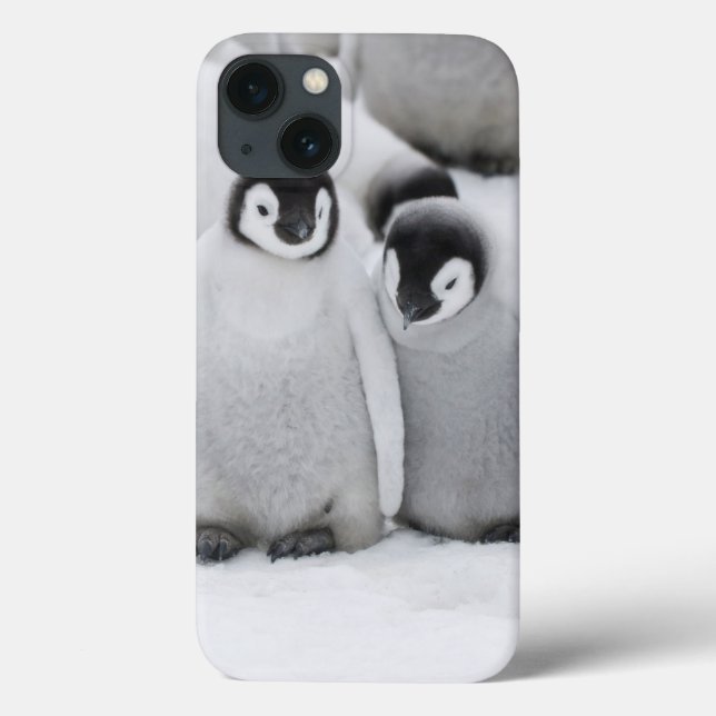 Kejsare Penguin-Chickar på is i Antarktis (Baksida)