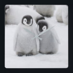 Kejsare Penguin-Chickar på is i Antarktis Fyrkantig Klocka<br><div class="desc">Emperor Penguin (Aptenodytes forsteri)-chickar på is,  Snö Backe,  Antarktis| Keren Su/DanitaDelimont.com| AN02 KSU0045</div>