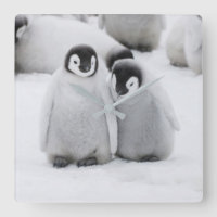 Kejsare Penguin-Chickar på is i Antarktis