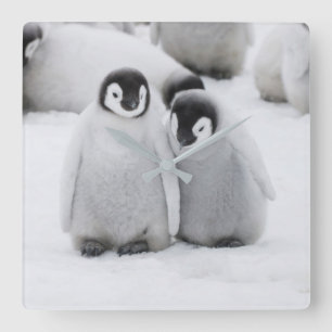 Kejsare Penguin-Chickar på is i Antarktis Fyrkantig Klocka