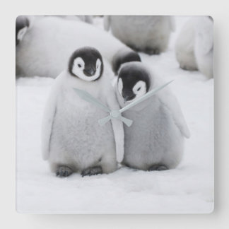 Kejsare Penguin-Chickar på is i Antarktis Fyrkantig Klocka
